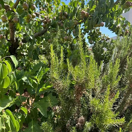 Trullo Antelmi Ceglie Messapica