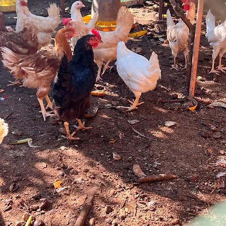 Trullo Antelmi Villa Ceglie Messapica