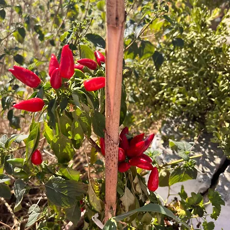 Trullo Antelmi Ceglie Messapica