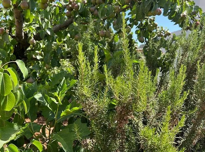 Trullo Antelmi Ceglie Messapica
